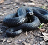 Nằm mơ thấy rắn đen đánh con gì may mắn dễ ăn nhất