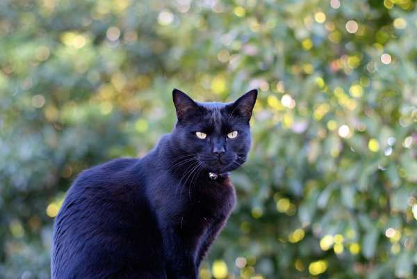 mơ thấy mèo đen đánh con gì