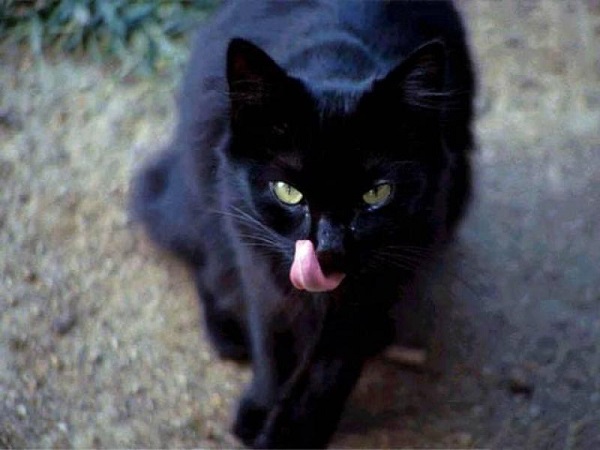 mơ thấy mèo đen đánh con gì