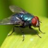 Giải mã giấc mơ thấy con ruồi mang ý nghĩa gì