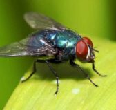 Giải mã giấc mơ thấy con ruồi mang ý nghĩa gì