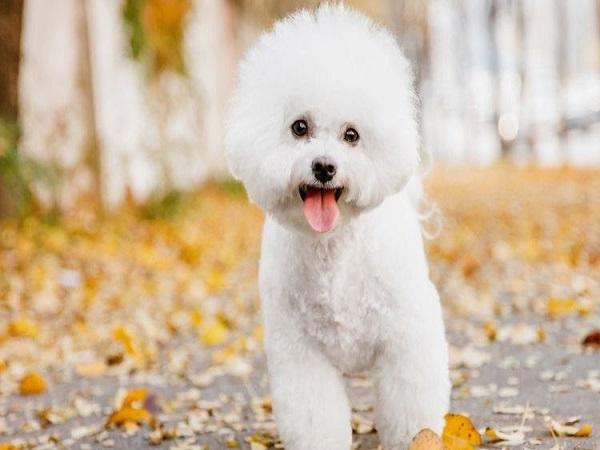 Mệnh Mộc nuôi chó màu gì nên tránh Màu trắng